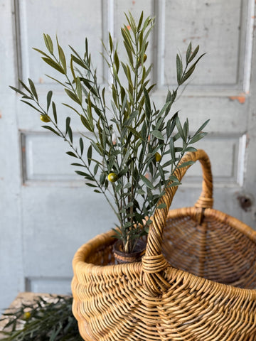Clemency Olive Bundle | 24" | NOT CURRENTLY IN STOCK-New For Spring 2027!