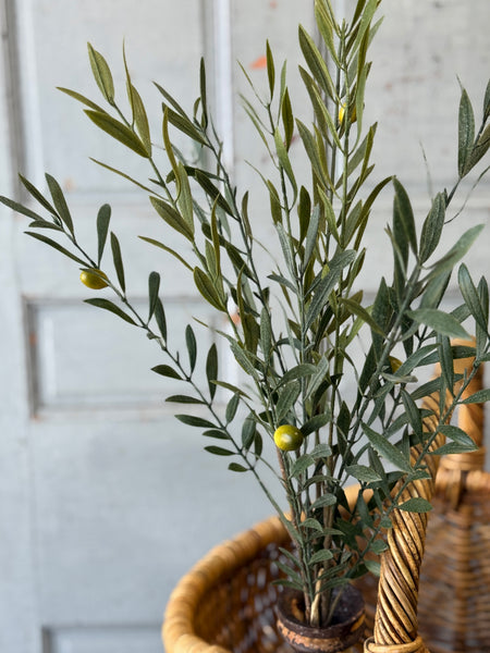 Clemency Olive Bundle | 24" | NOT CURRENTLY IN STOCK-New For Spring 2027!