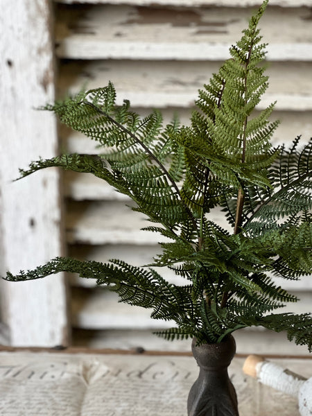 Fernwood Haven Bush | 19" | NOT CURRENTLY IN STOCK-New For Spring 2026!