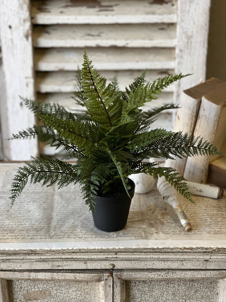 Fernwood Haven in Pot | 16" | NOT CURRENTLY IN STOCK-New For Spring 2026!