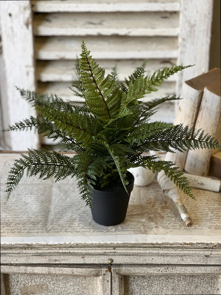 Fernwood Haven in Pot | 16" | NOT CURRENTLY IN STOCK-New For Spring 2026!