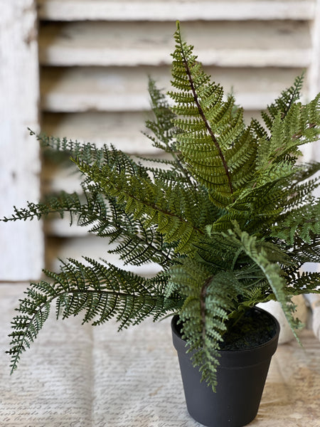 Fernwood Haven in Pot | 16" | NOT CURRENTLY IN STOCK-New For Spring 2026!