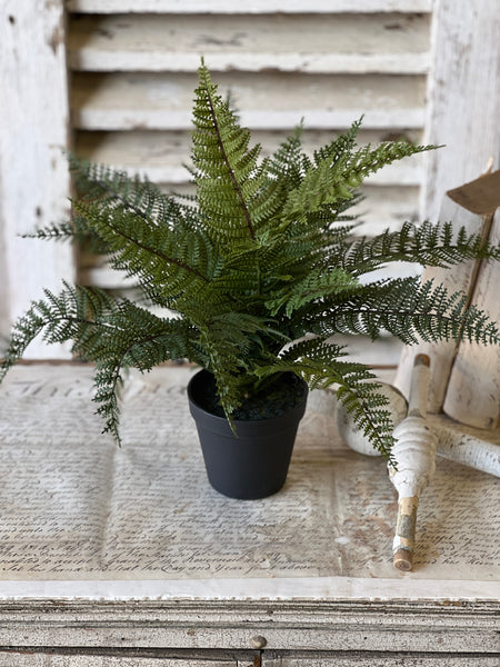 Fernwood Haven in Pot | 16" | NOT CURRENTLY IN STOCK-New For Spring 2026!
