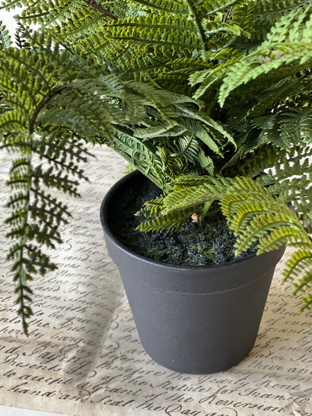 Fernwood Haven in Pot | 16" | NOT CURRENTLY IN STOCK-New For Spring 2026!
