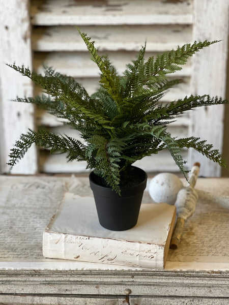 Fernwood Haven in Pot | 16" | NOT CURRENTLY IN STOCK-New For Spring 2026!
