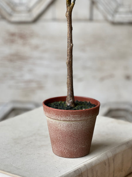 Sonora Palm | 26" | NOT CURRENTLY IN STOCK-New For Spring 2026!