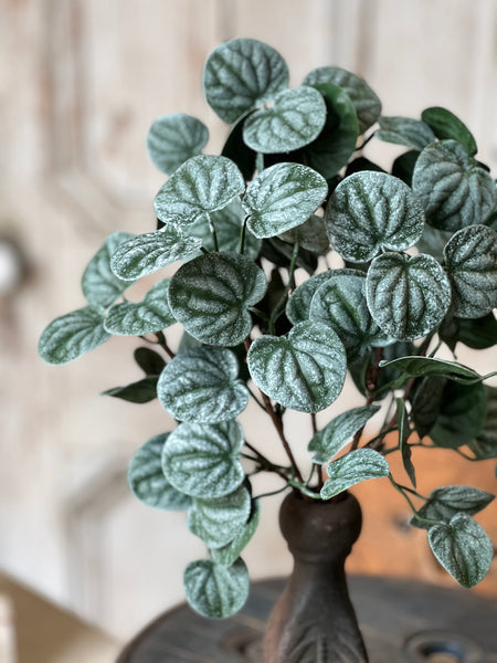 Piccolo Leaves Bush | 13" | NOT CURRENTLY IN STOCK-New For Spring 2026!