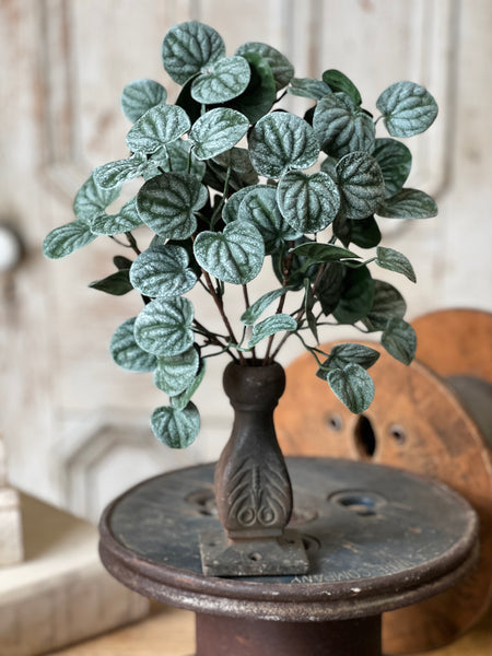 Piccolo Leaves Bush | 13" | NOT CURRENTLY IN STOCK-New For Spring 2026!