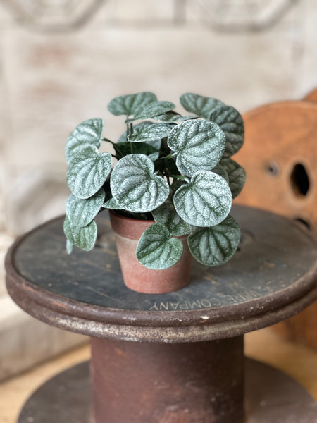 Piccolo Leaves Pot | 6" | NOT CURRENTLY IN STOCK-New For Spring 2026!