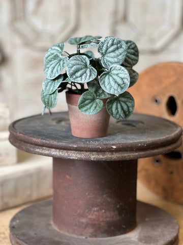 Piccolo Leaves Pot | 6" | NOT CURRENTLY IN STOCK-New For Spring 2026!