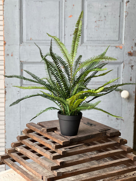 Quincy Fern Pot | 25" | NOT CURRENTLY IN STOCK-New For Spring 2026!