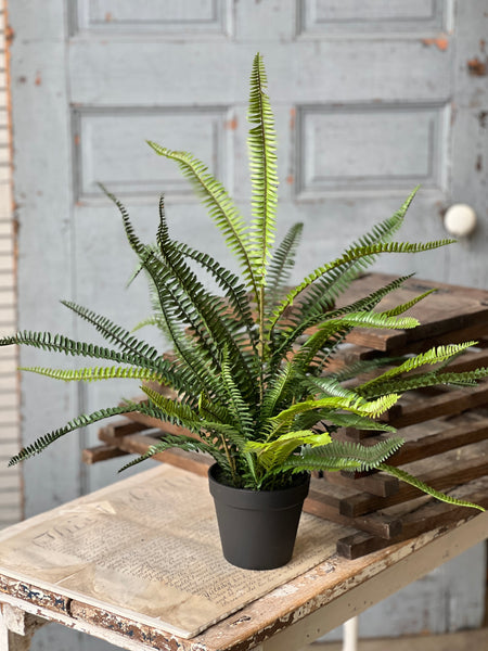 Quincy Fern Pot | 25" | NOT CURRENTLY IN STOCK-New For Spring 2026!