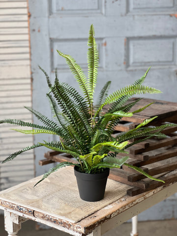 Quincy Fern Pot | 25" | NOT CURRENTLY IN STOCK-New For Spring 2026!