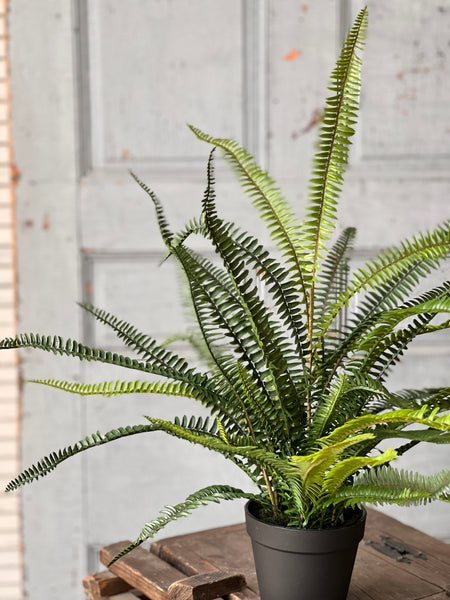 Quincy Fern Pot | 25" | NOT CURRENTLY IN STOCK-New For Spring 2026!