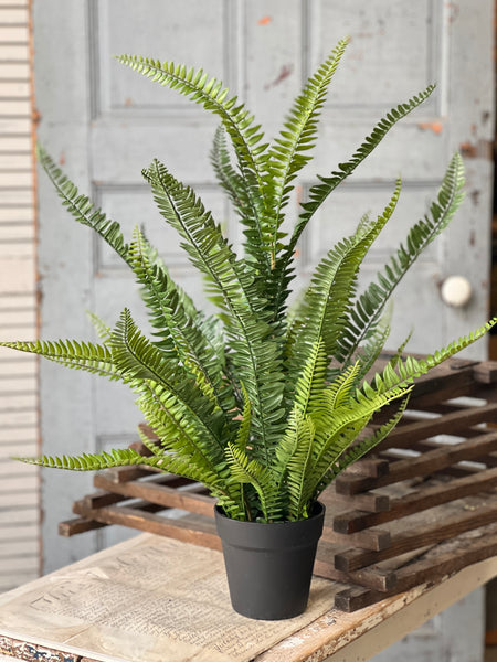 Quincy Fern Pot | 30" | NOT CURRENTLY IN STOCK-New For Spring 2026!