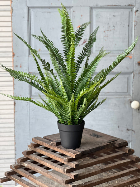 Quincy Fern Pot | 30" | NOT CURRENTLY IN STOCK-New For Spring 2026!