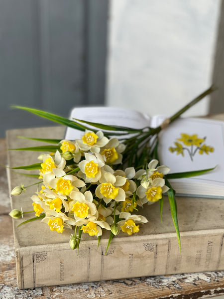 Daffodil Lane Bundle | 19.5" | Follies | NOT CURRENTLY IN STOCK-New For Spring 2026!