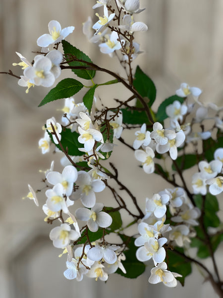 Canterbury Hydrangea | 32" | White