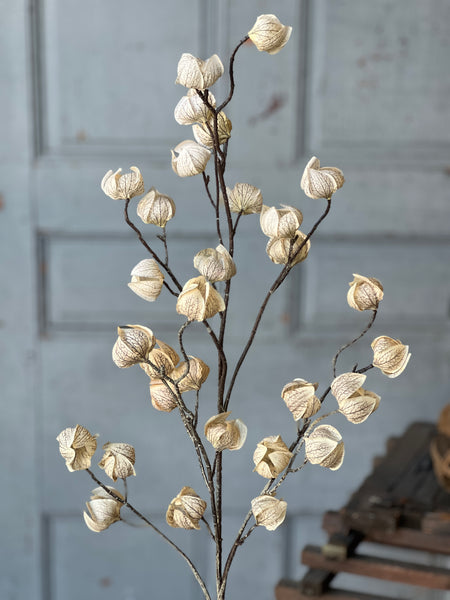 Kindle Pod Spray | 38" | Birchwood | SOLD OUT