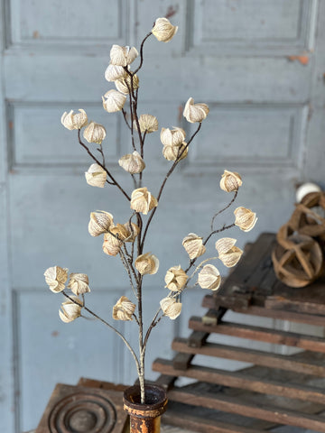 Kindle Pod Spray | 38" | Birchwood | SOLD OUT