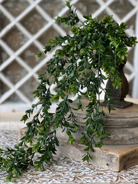 Galilee Boxwood Hanging | 32" | NOT CURRENTLY IN STOCK - ETA December