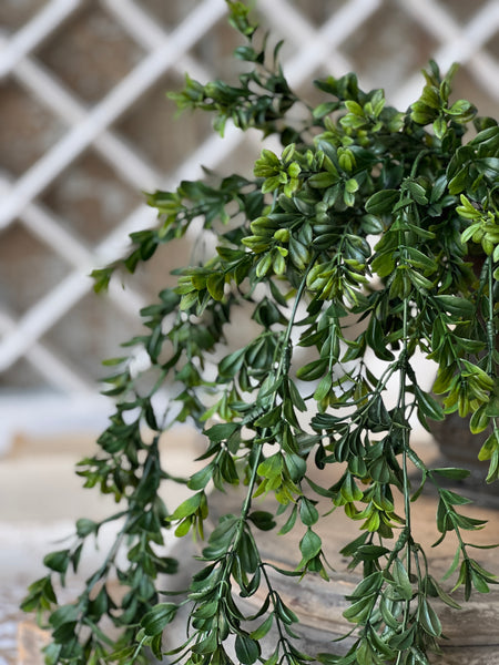 Galilee Boxwood Hanging | 32" | NOT CURRENTLY IN STOCK - ETA December