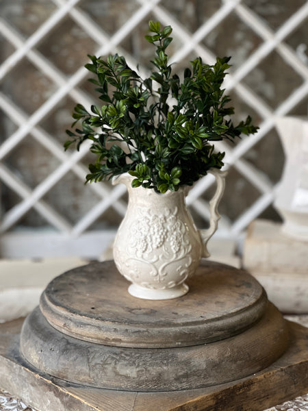 Galilee Boxwood Bush | 12" | NOT CURRENTLY IN STOCK - ETA December