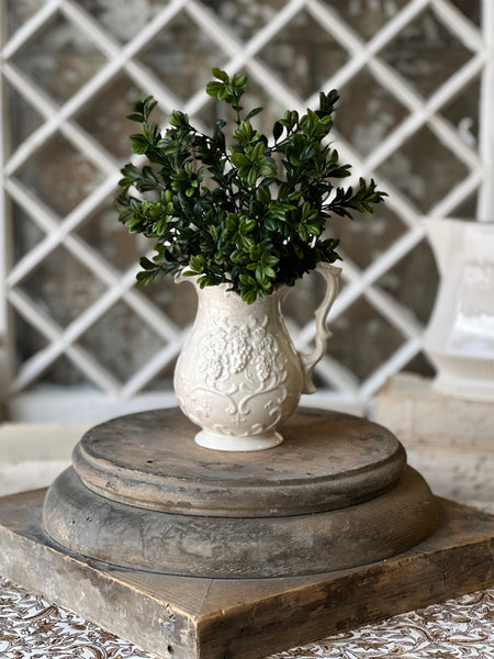 Galilee Boxwood Bush | 12" | NOT CURRENTLY IN STOCK - ETA December