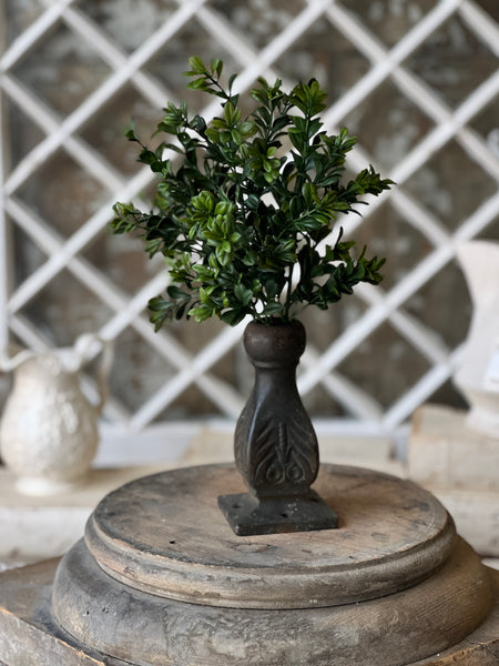 Galilee Boxwood Bush | 12" | NOT CURRENTLY IN STOCK - ETA December