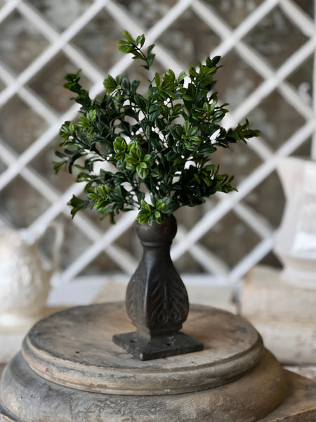 Galilee Boxwood Bush | 12" | NOT CURRENTLY IN STOCK - ETA December