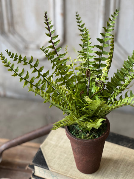 Foundry Potted Fern | 12" | Boston | NOT CURRENTLY IN STOCK - ETA December