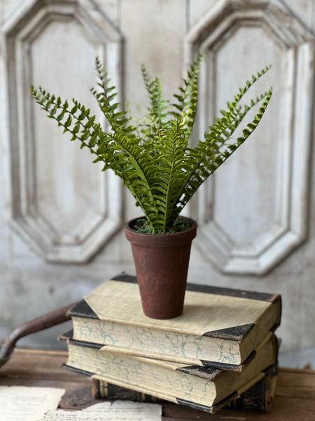 Foundry Potted Fern | 12" | Boston | NOT CURRENTLY IN STOCK - ETA December