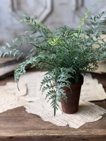 Foundry Potted Fern | 14" | Cutleaf | NOT CURRENTLY IN STOCK - ETA December