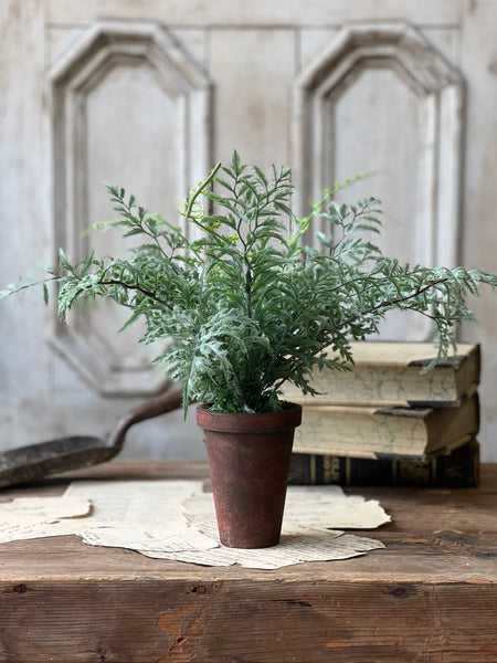 Foundry Potted Fern | 14" | Cutleaf | NOT CURRENTLY IN STOCK - ETA December