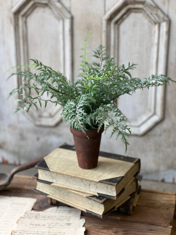 Foundry Potted Fern | 14" | Cutleaf | NOT CURRENTLY IN STOCK - ETA December