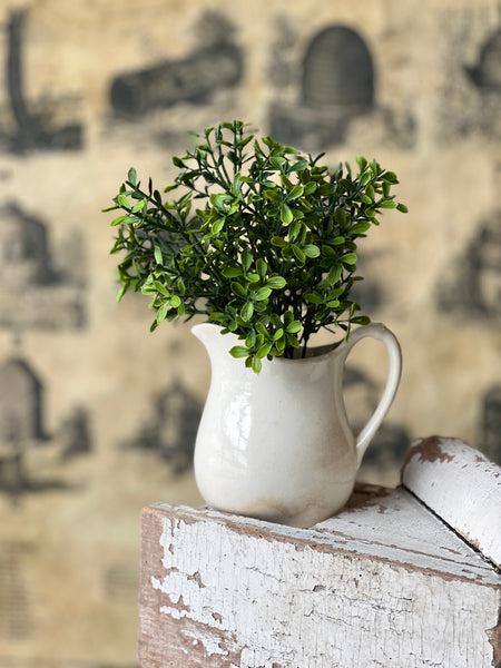 Lyric Boxwood Bush | 11" | NOT CURRENTLY IN STOCK - ETA December