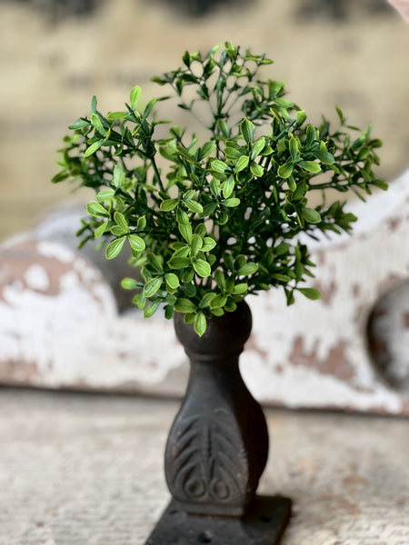 Lyric Boxwood Bush | 11" | NOT CURRENTLY IN STOCK - ETA December