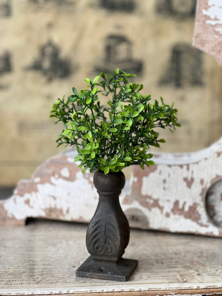 Lyric Boxwood Bush | 11" | NOT CURRENTLY IN STOCK - ETA December
