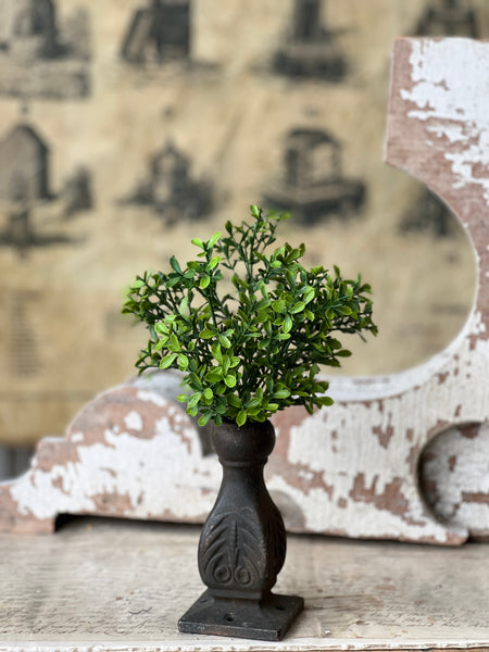 Lyric Boxwood Bush | 11" | NOT CURRENTLY IN STOCK - ETA December