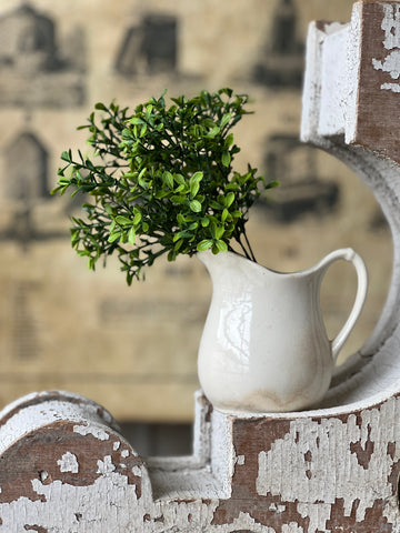 Lyric Boxwood Bush | 11" | NOT CURRENTLY IN STOCK - ETA December