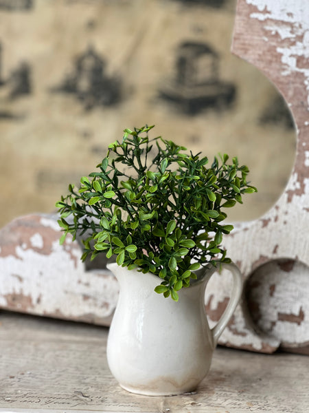Lyric Boxwood Bush | 11" | NOT CURRENTLY IN STOCK - ETA December