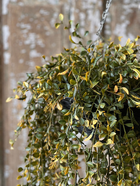 Claremont Hanging Basket | 28" | Leaf