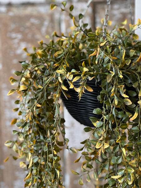 Claremont Hanging Basket | 28" | Leaf