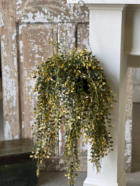 Claremont Hanging Basket | 28" | Leaf