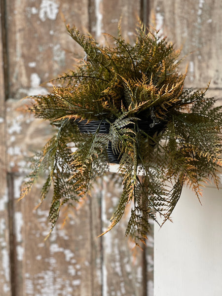 Claremont Hanging Basket | 20" | Fern