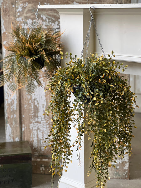 Claremont Hanging Basket | 20" | Fern