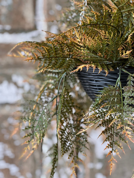 Claremont Hanging Basket | 20" | Fern