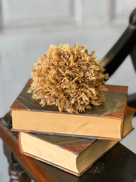 Sungold Half Sphere | 5" | SOLD OUT