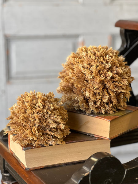 Sungold Half Sphere | 5" | SOLD OUT