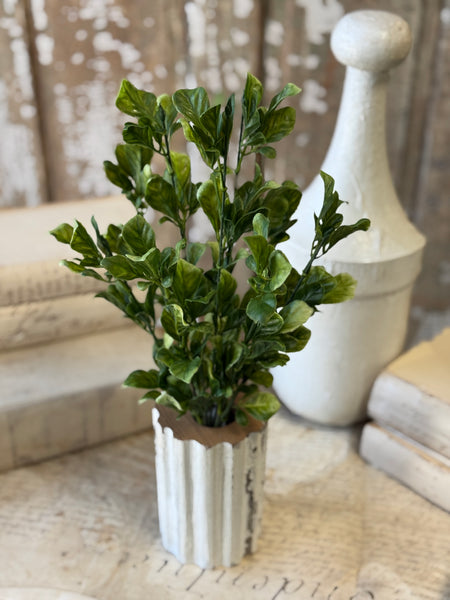 Dappled Leaves Bush | 18" | NOT CURRENTLY IN STOCK-New For Spring 2027!